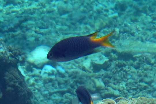 Image of Orange-tailed damsel-fish