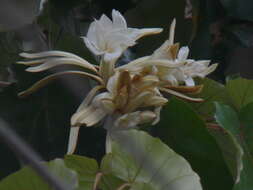 Image of Pterospermum acerifolium (L.) Willd.