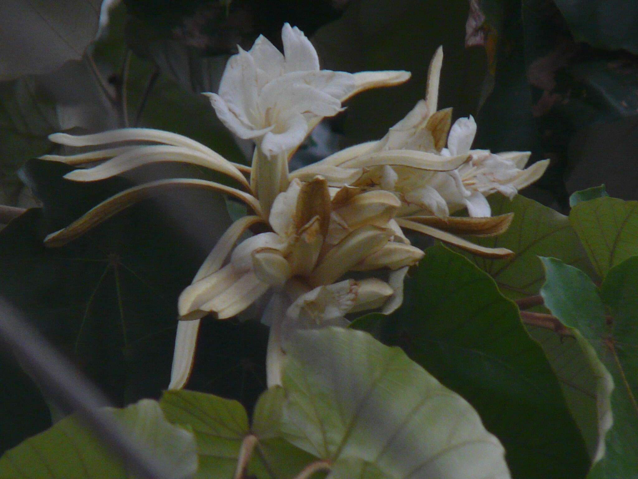 Image of Pterospermum acerifolium (L.) Willd.