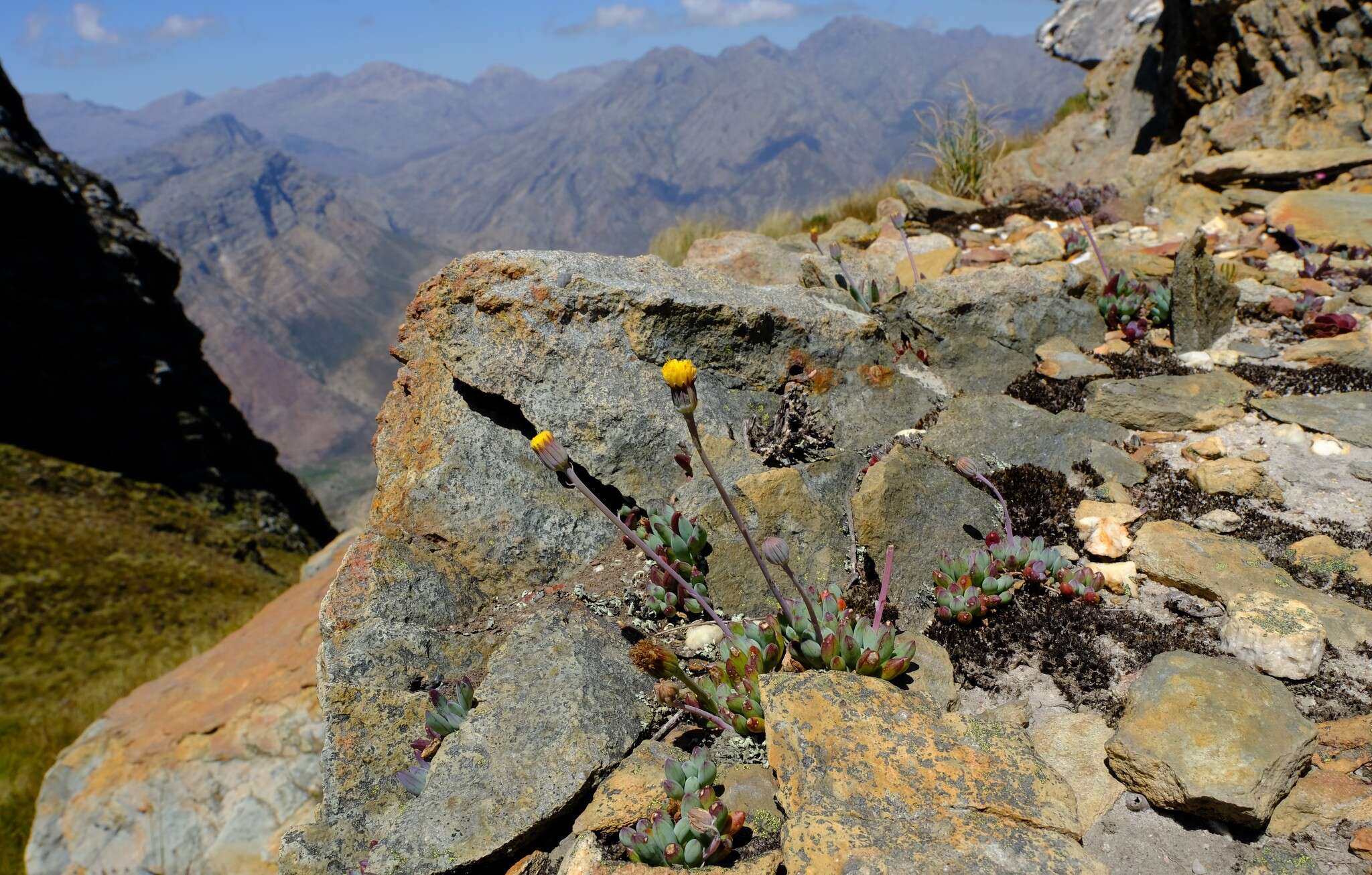 Image of Curio repens (L.) P. V. Heath