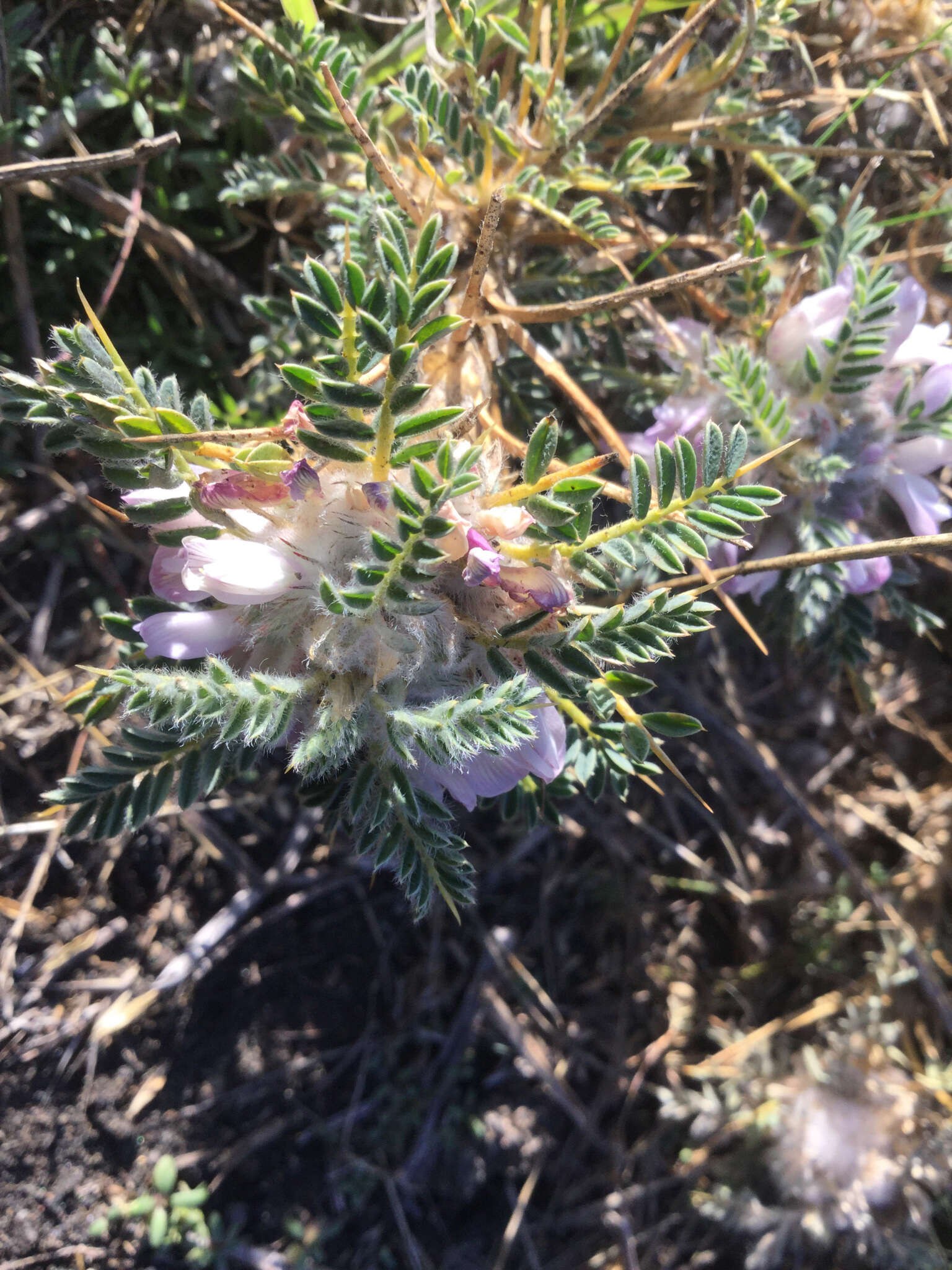 Imagem de Astragalus siculus Rafin.