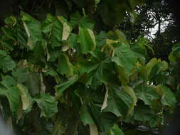 Image of Pterospermum acerifolium (L.) Willd.