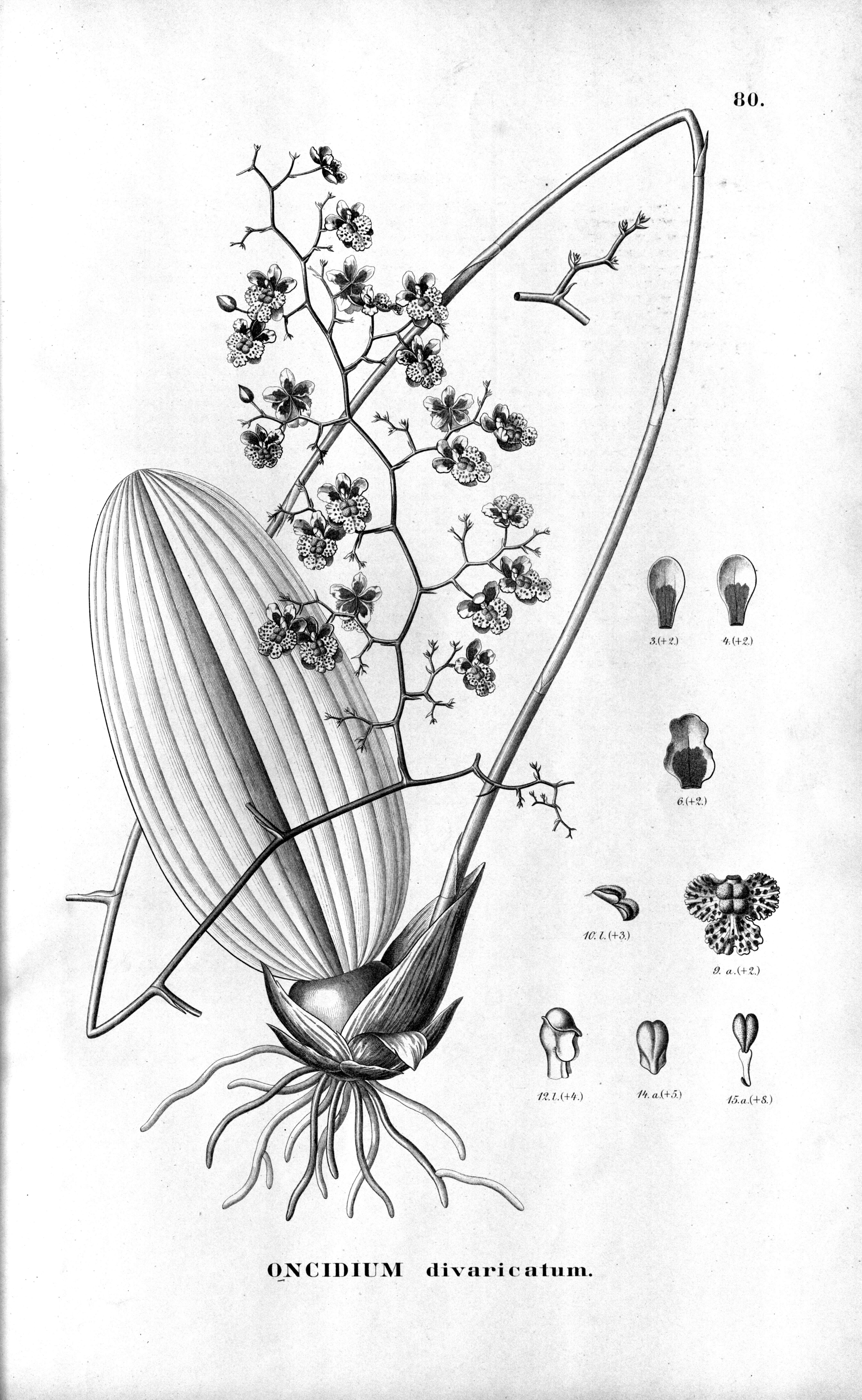 Image of mule-ear orchid