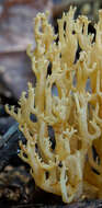 Image of Ramaria decurrens (Pers.) R. H. Petersen 1981