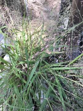 Image de Eragrostis spectabilis (Pursh) Steud.