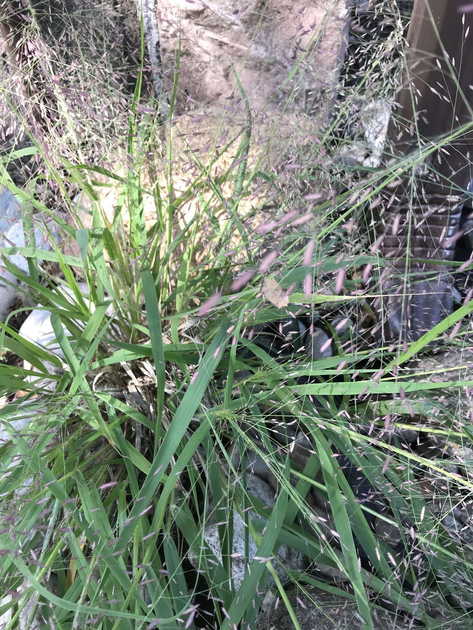 Image of Petticoat-Climber