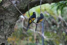 Слика од Trogon violaceus Gmelin & JF 1788