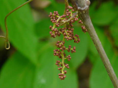 Image of Ampelocissus latifolia (Roxb.) Planch.