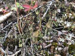 Image of cup lichen