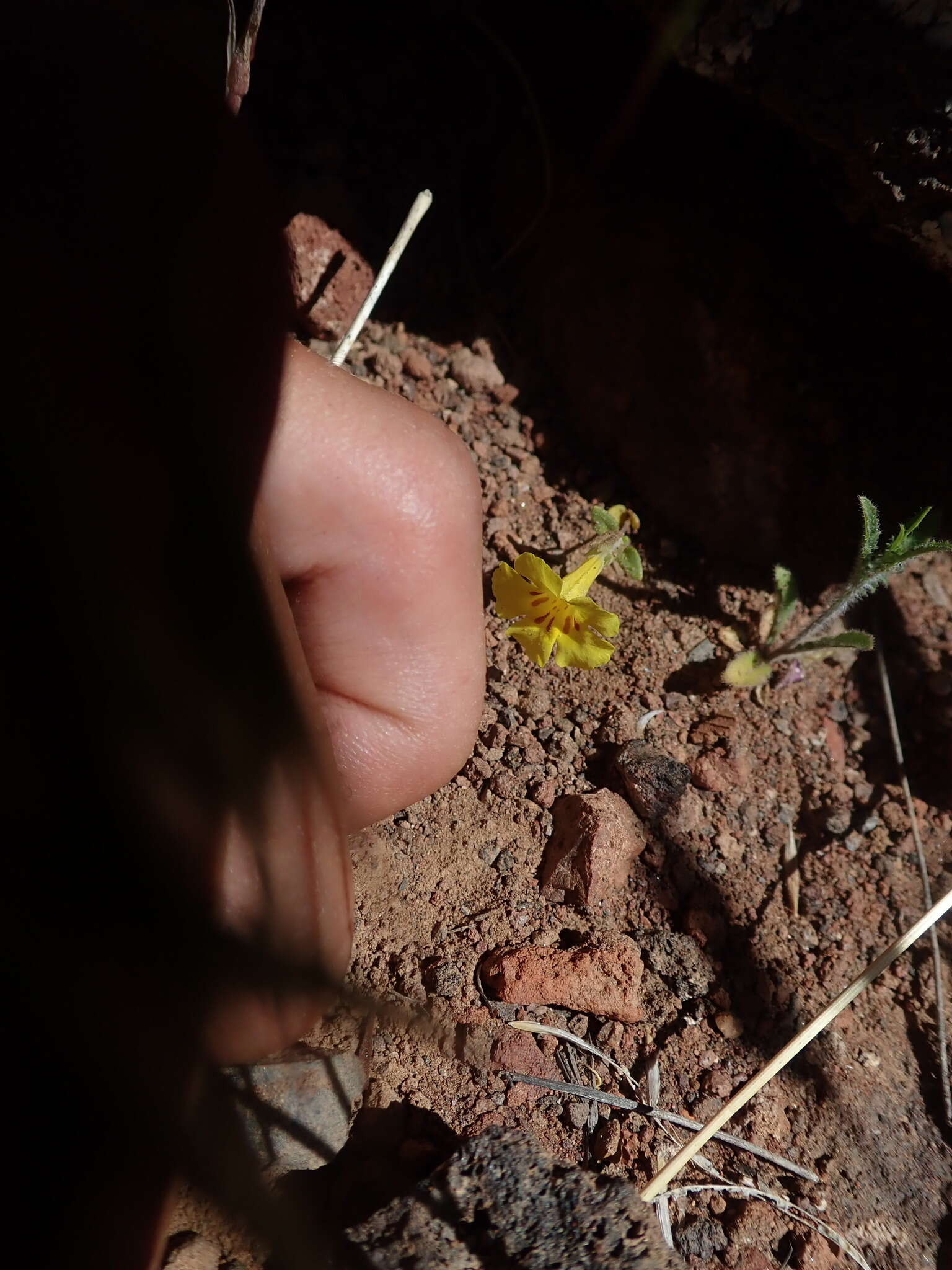 Image of annual redspot monkeyflower