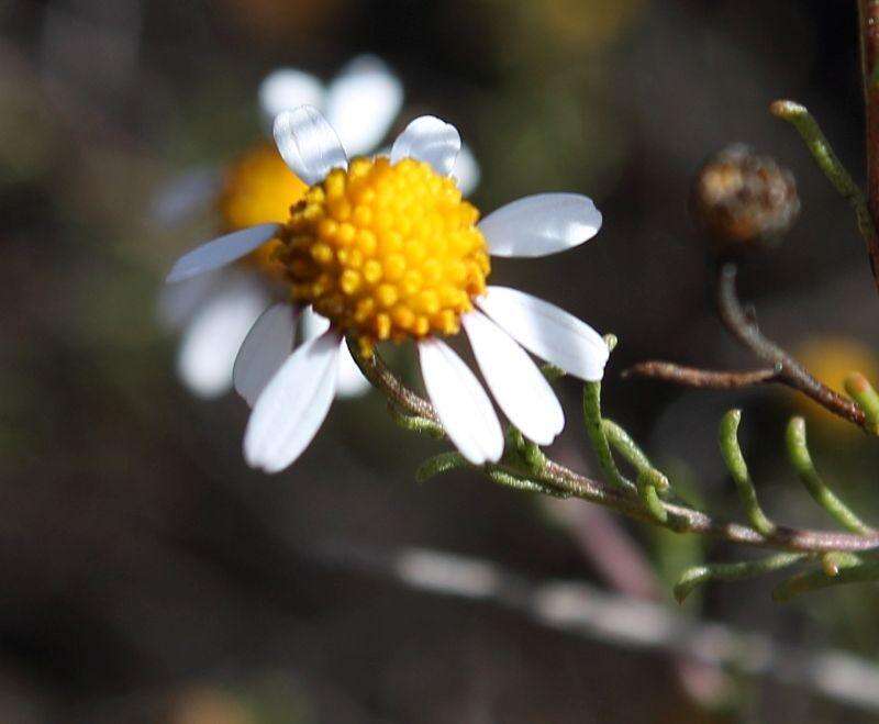 Image of Cymbopappus adenosolen (Harv.) B. Nord.