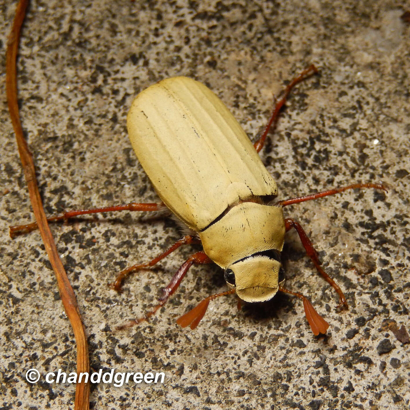 Imagem de Cyphochilus apicalis Waterhouse 1867