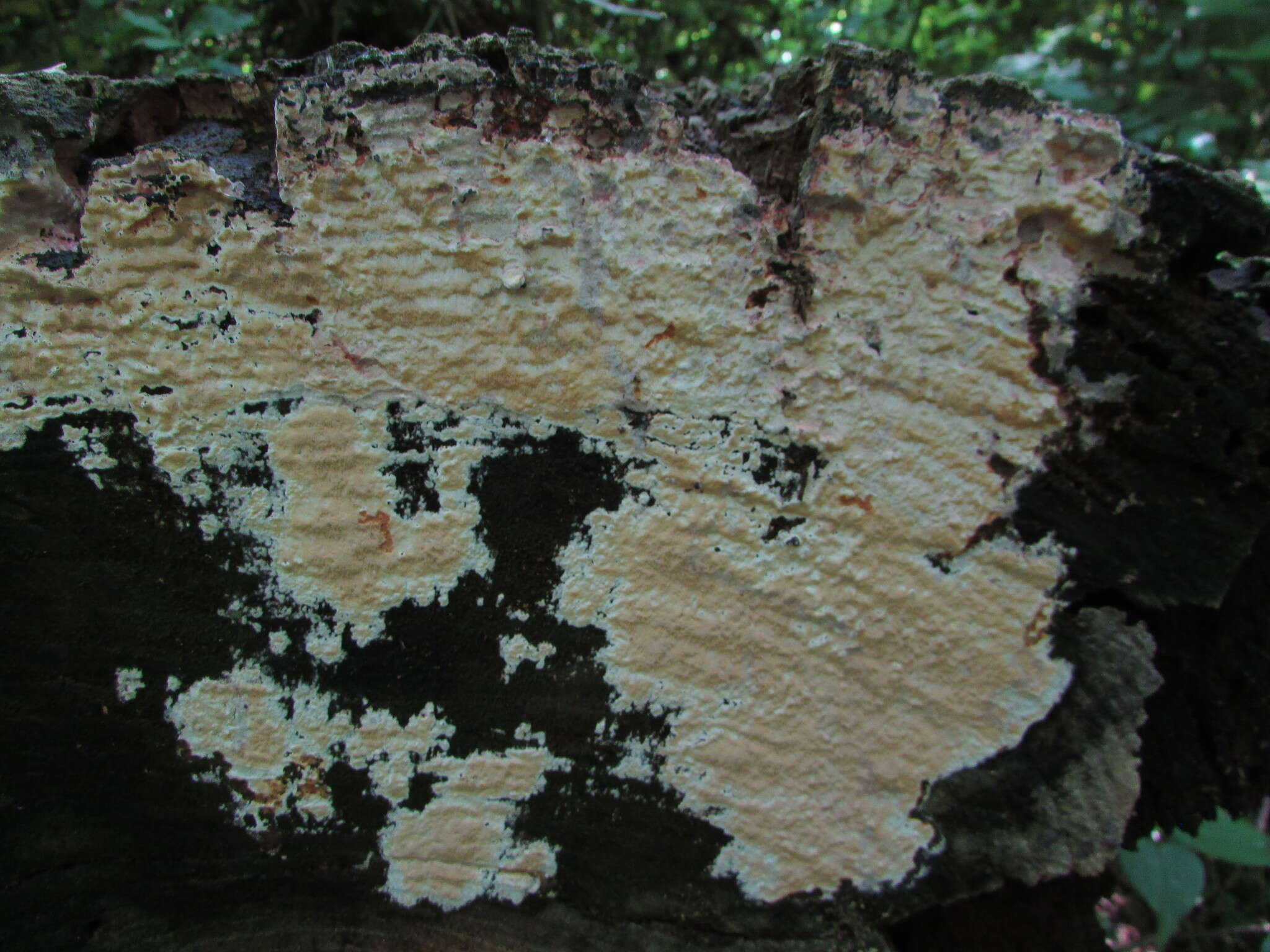 Image de Polypore sanguinolent