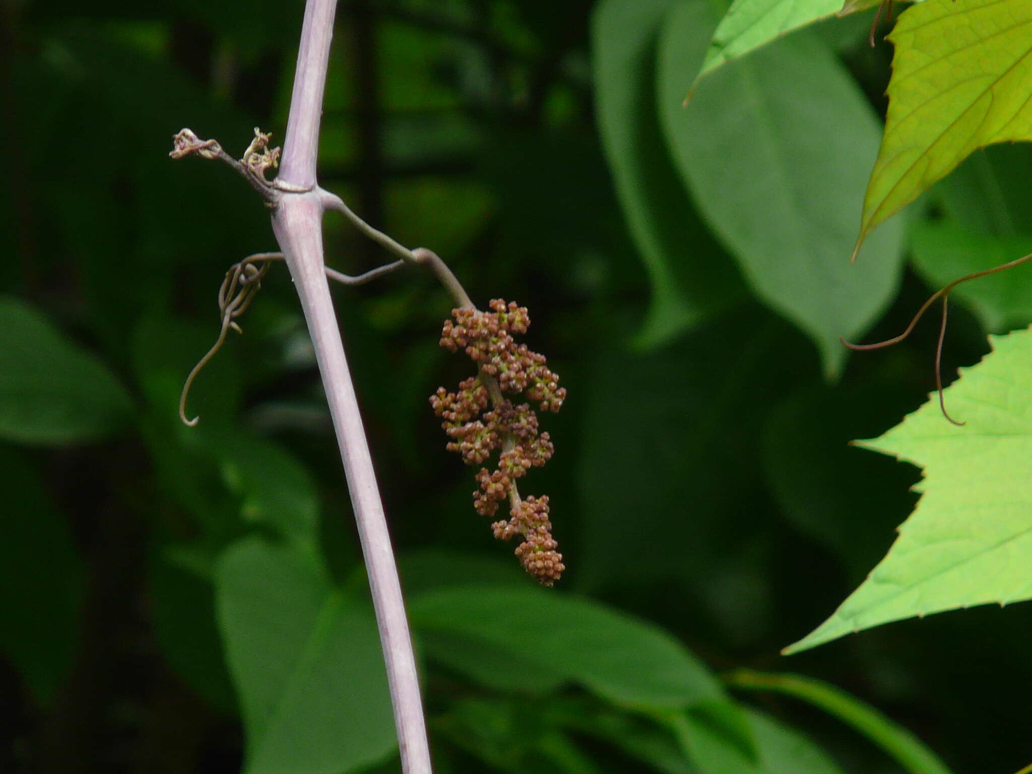 Image of Ampelocissus latifolia (Roxb.) Planch.