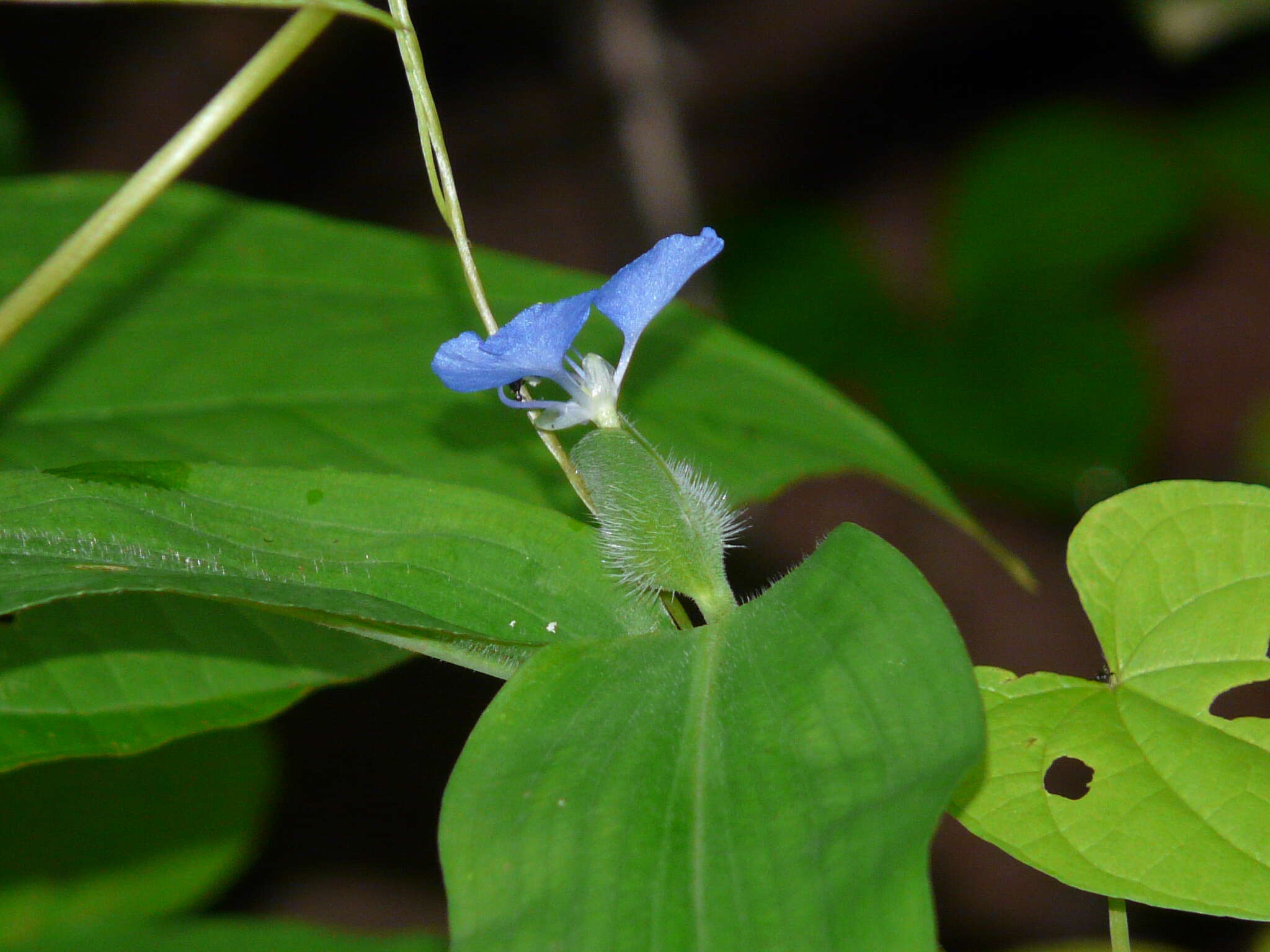 صورة Commelina forskaolii Vahl