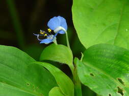 صورة Commelina forskaolii Vahl