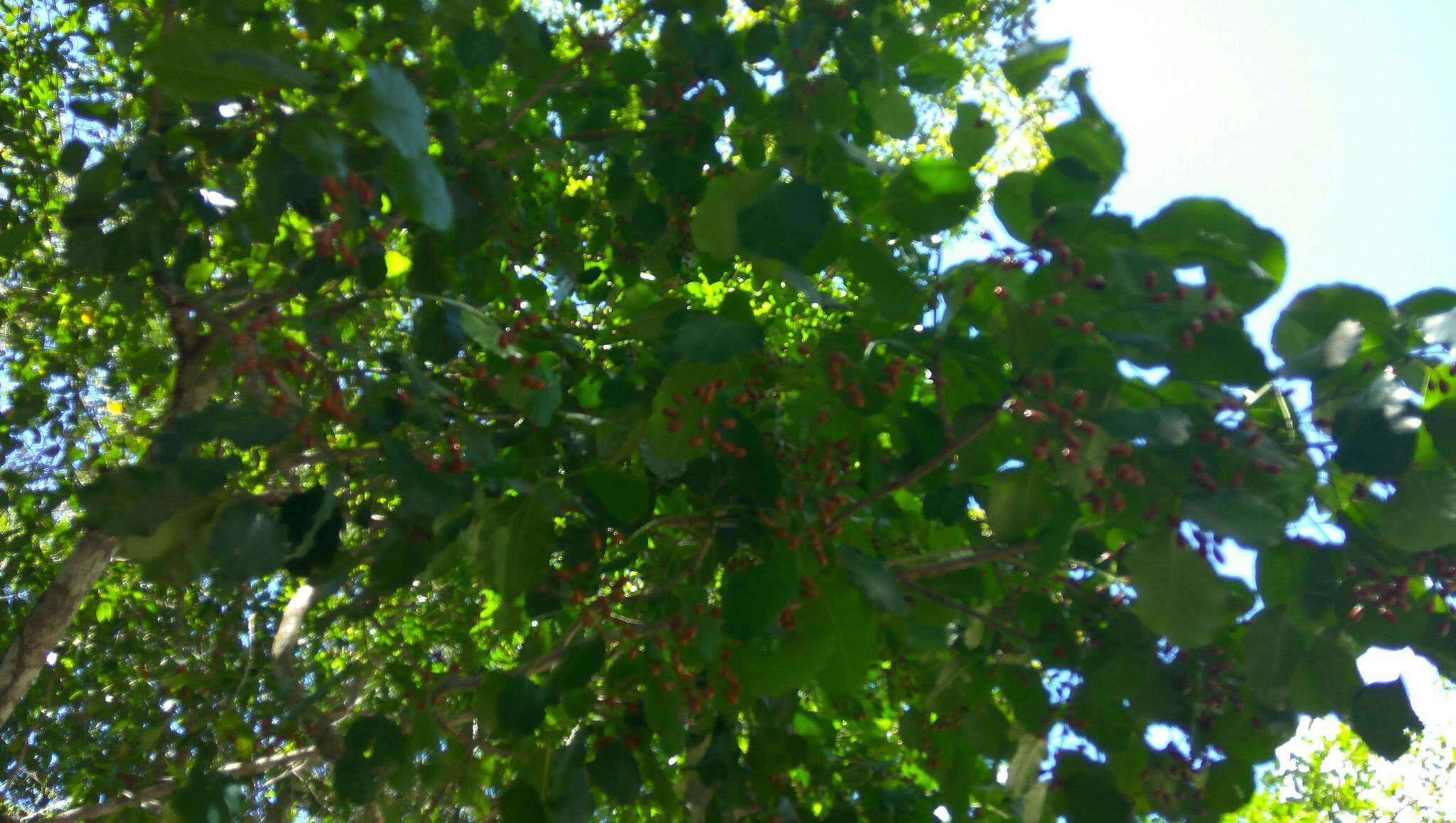 Image of Florida poisontree