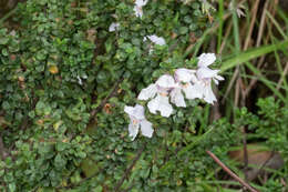 Imagem de Prostanthera cuneata Benth.