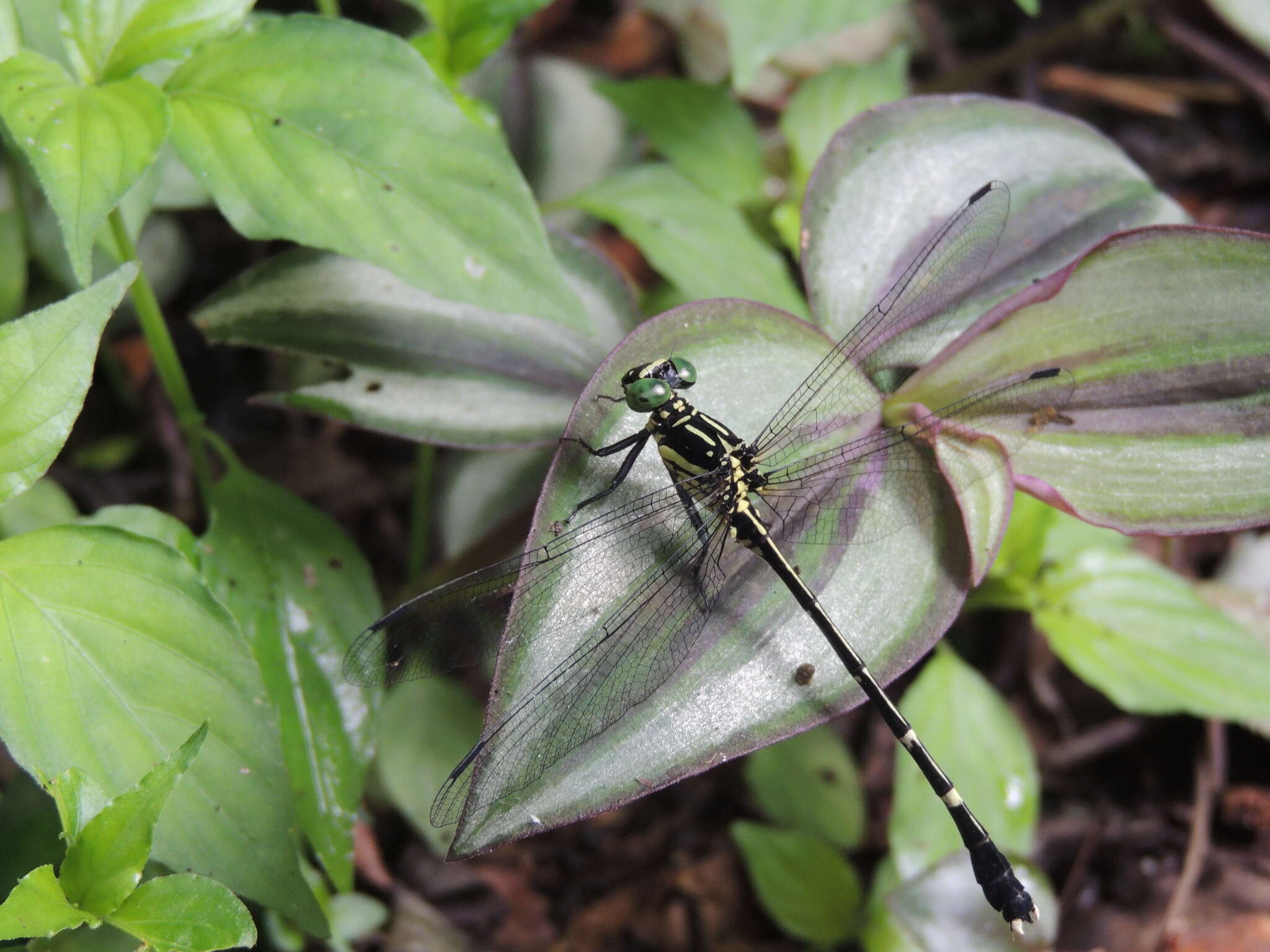 Image of Leptogomphus sauteri Ris 1912