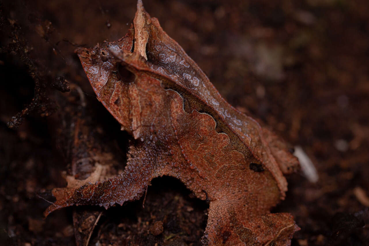 Image of Proceratophrys mantiqueira Mângia, Santana, Cruz & Feio 2014