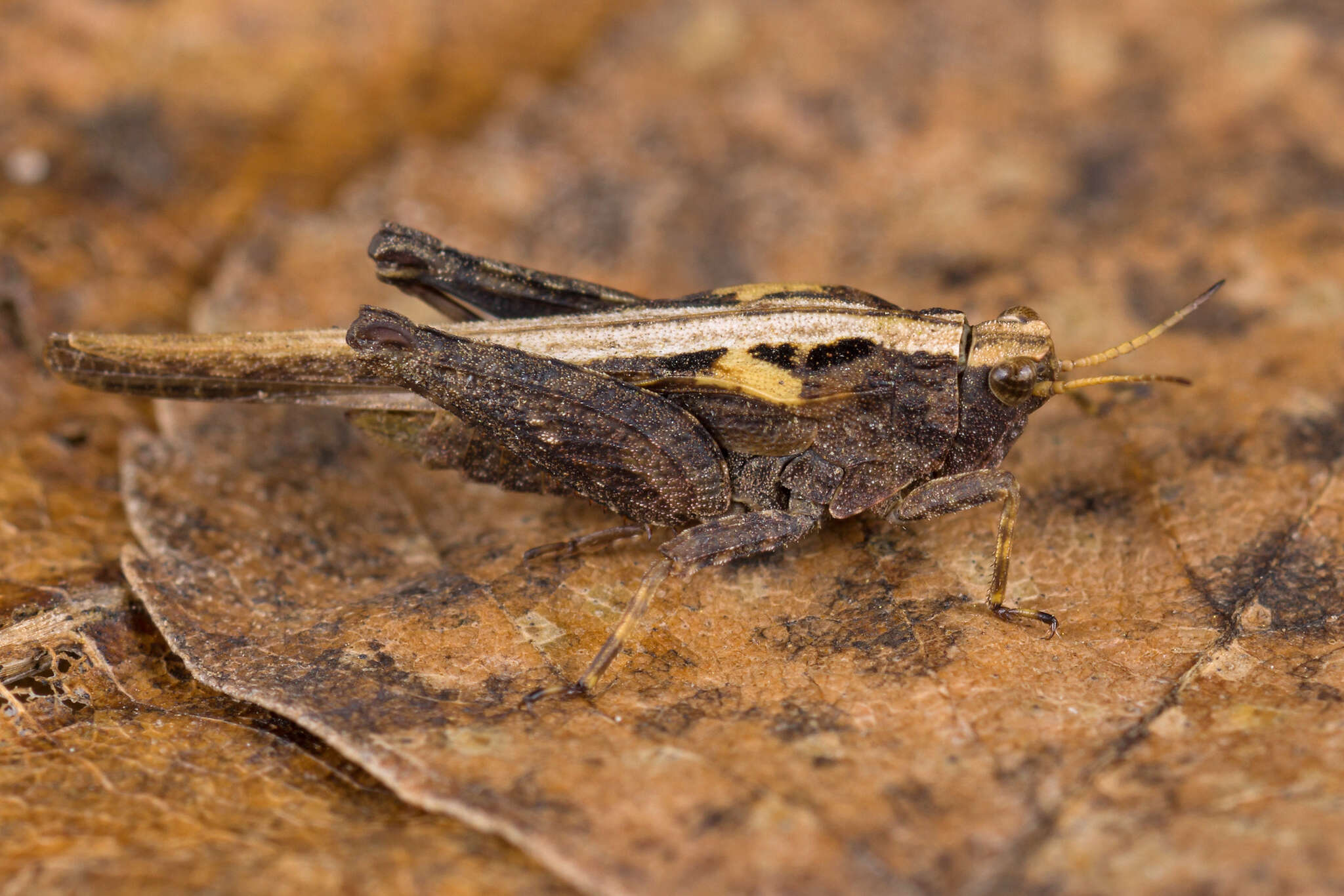 Imagem de Tetrix subulata (Linnaeus 1758)