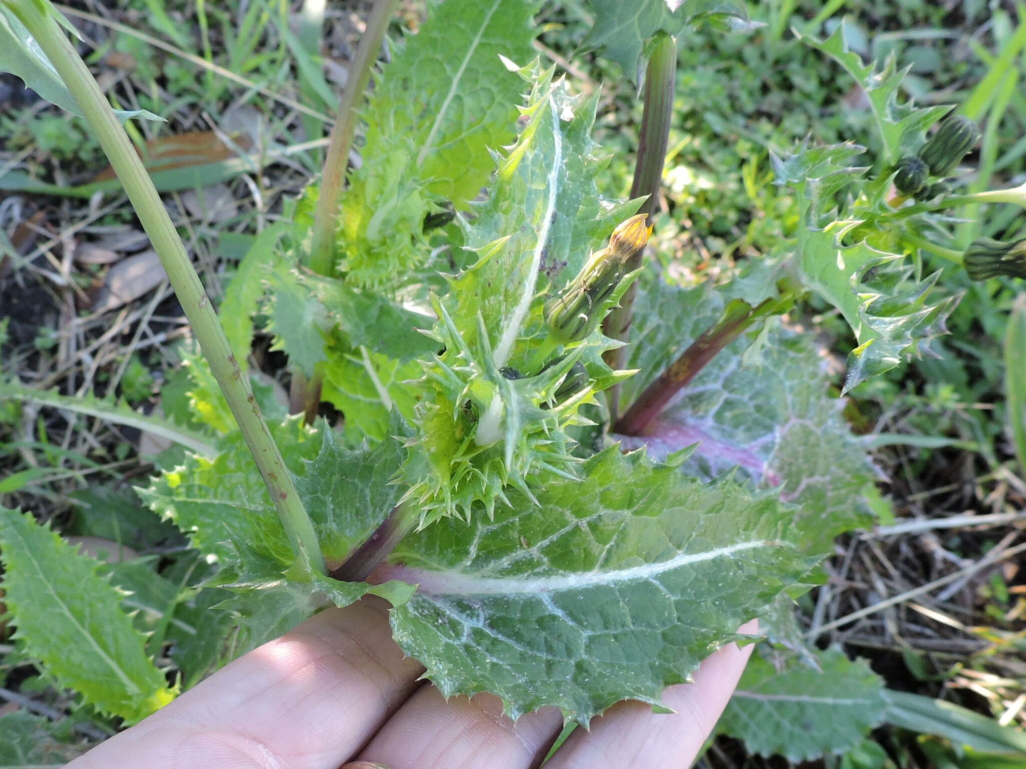 Слика од Sonchus asper (L.) Hill