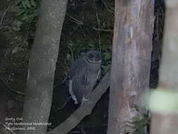 Tyto tenebricosa tenebricosa (Gould 1845) resmi