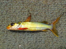 Image of Chrysichthys