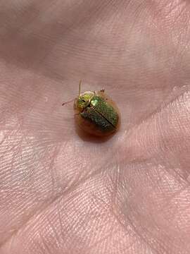 Image of Eurypepla brevilineata Boheman 1854