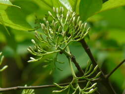 Image of Bride's Bushes