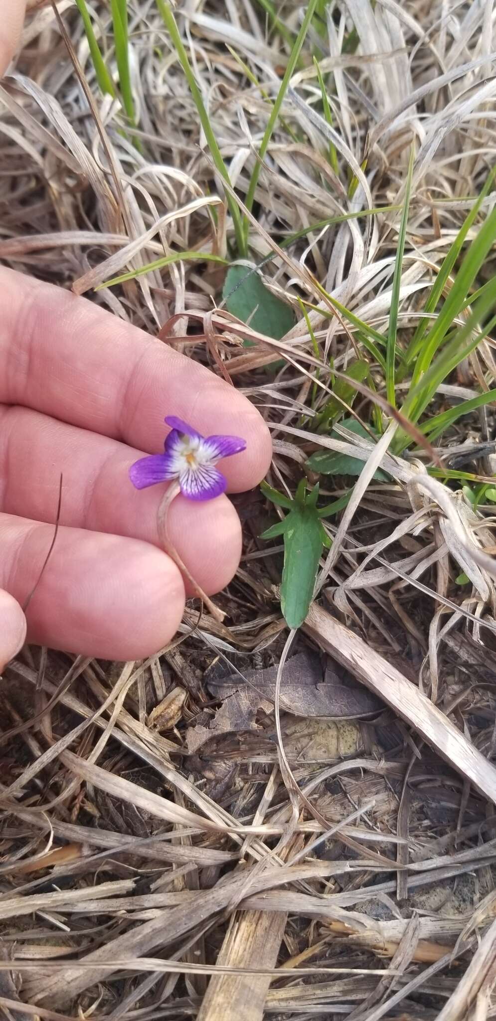 Image of glade violet