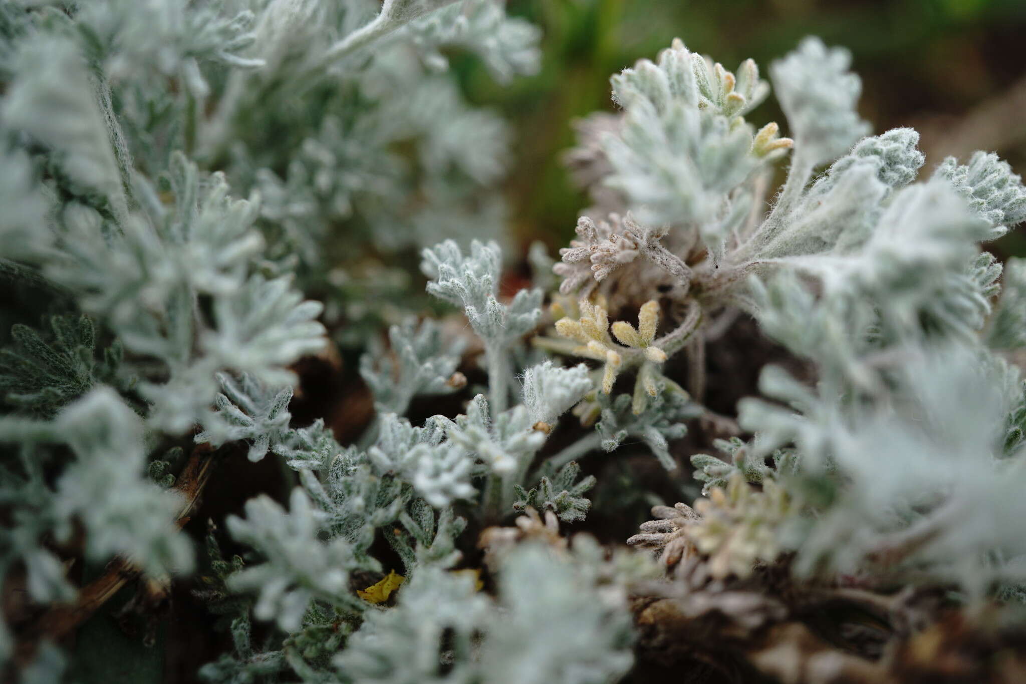 Image of Seriphidium fragrans (Willd.) Poljakov