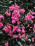 Image of Taiwan flowering cherry