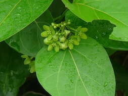 Image of Marsdenia volubilis (L. fil.) Cooke