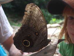 Imagem de Caligo brasiliensis minor Kaye 1904