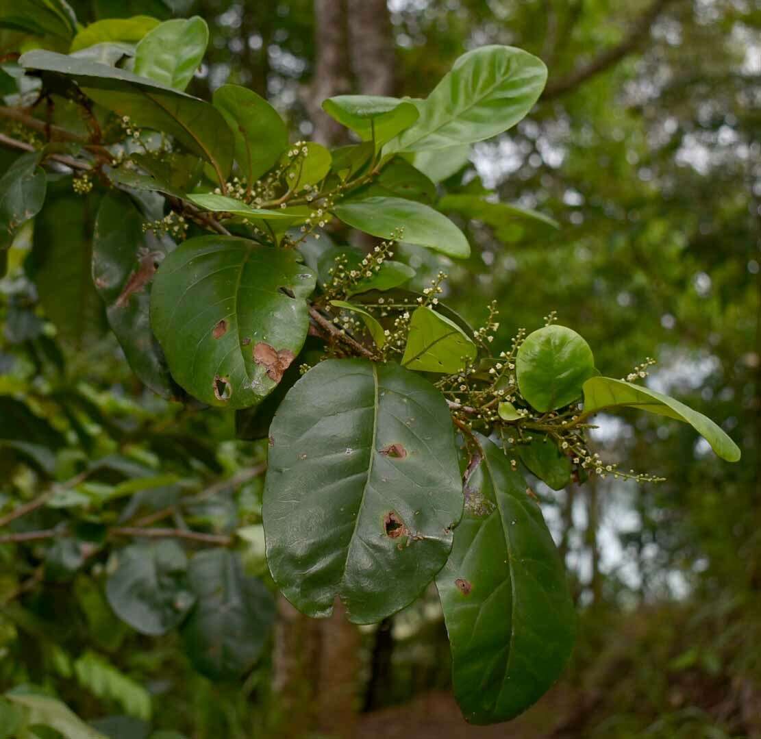 Image of Maesa haplobotrys F. Muell.