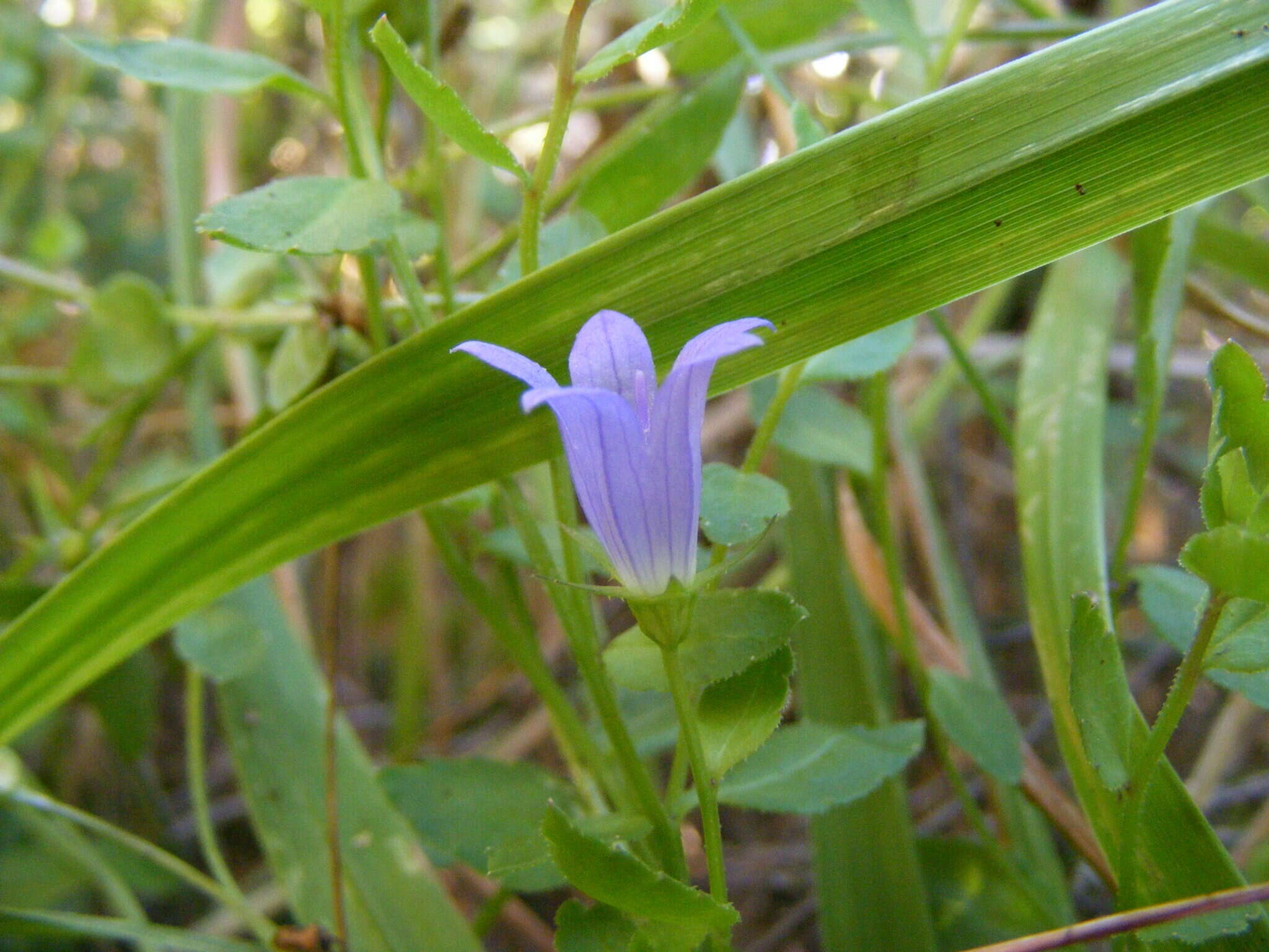 Campanula californica (Kellogg) A. Heller resmi