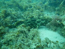 Image of Estuary Cod