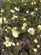 Image of narrowleaf queen poppy