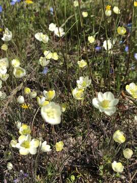 Imagem de Platystigma linearis Benth.