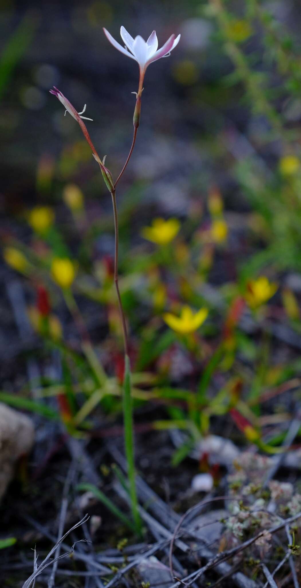 Hesperantha pilosa (L. fil.) Ker Gawl.的圖片