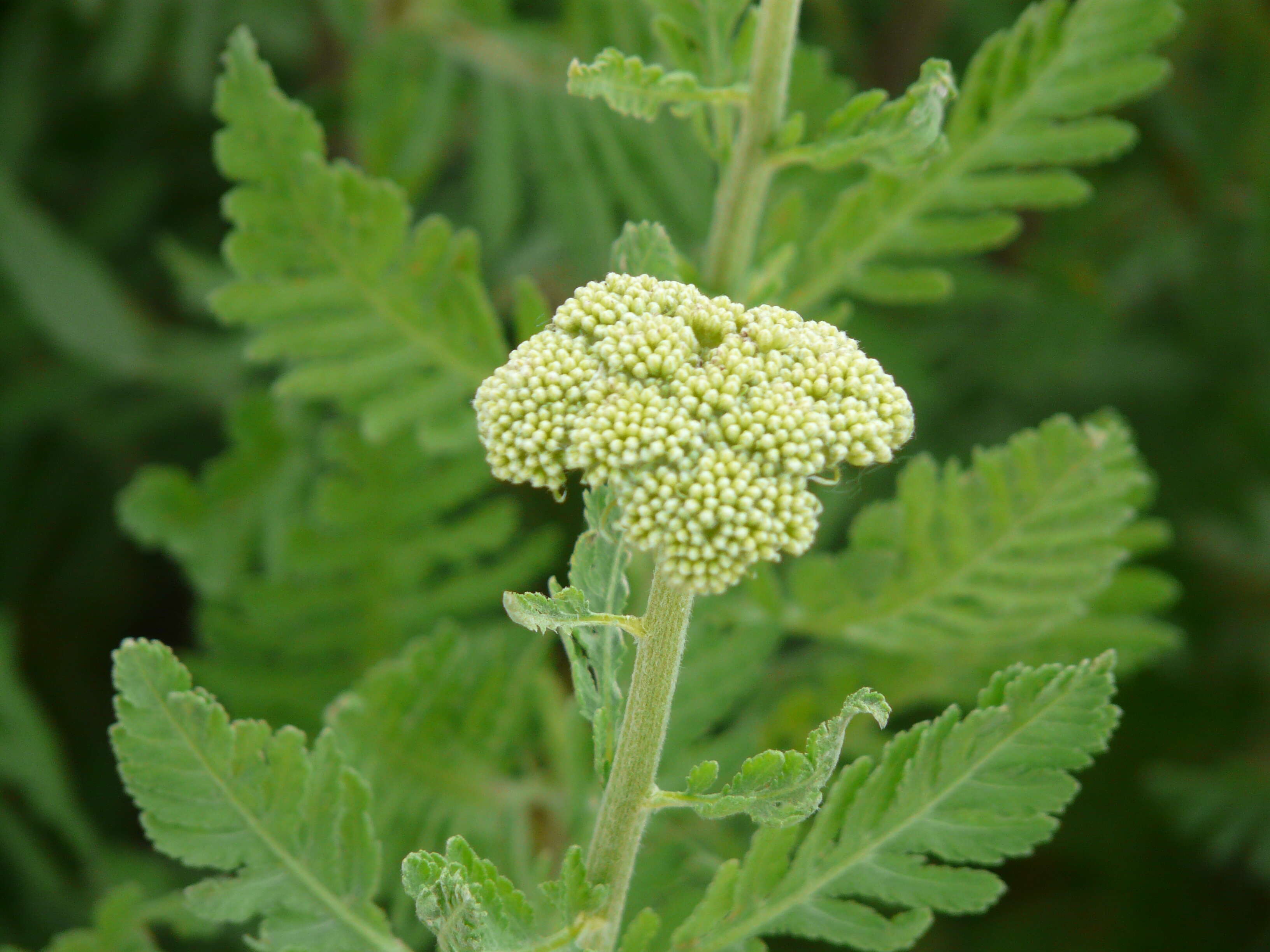 Imagem de Achillea filipendulina Lam.