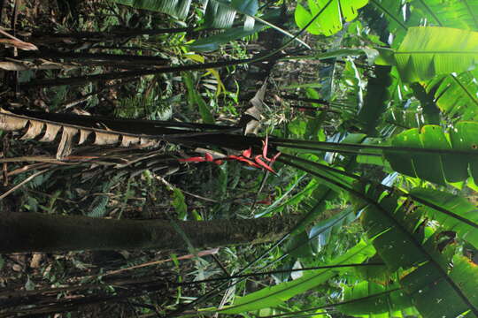 Image of Heliconia huilensis Abalo & G. Morales