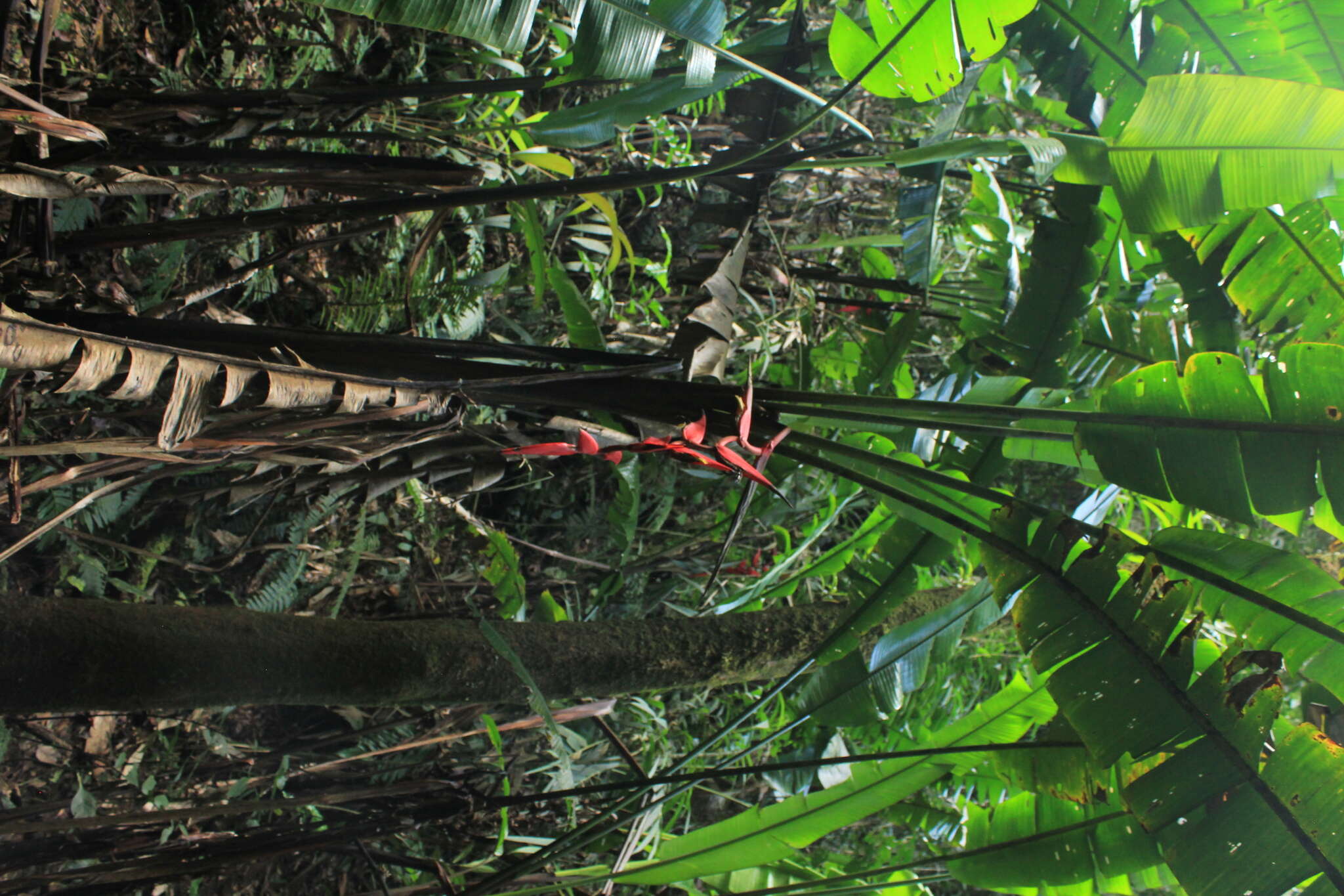 صورة Heliconia huilensis Abalo & G. Morales