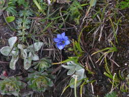 Image of crested gentian