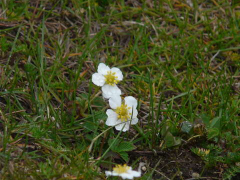 Image of Fragaria nubicola Lindl.