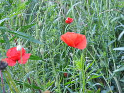 Image of corn poppy