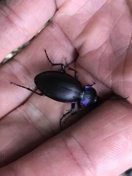 Image of Violet Ground Beetle