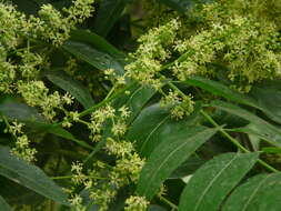 Image of Chinese soapberry