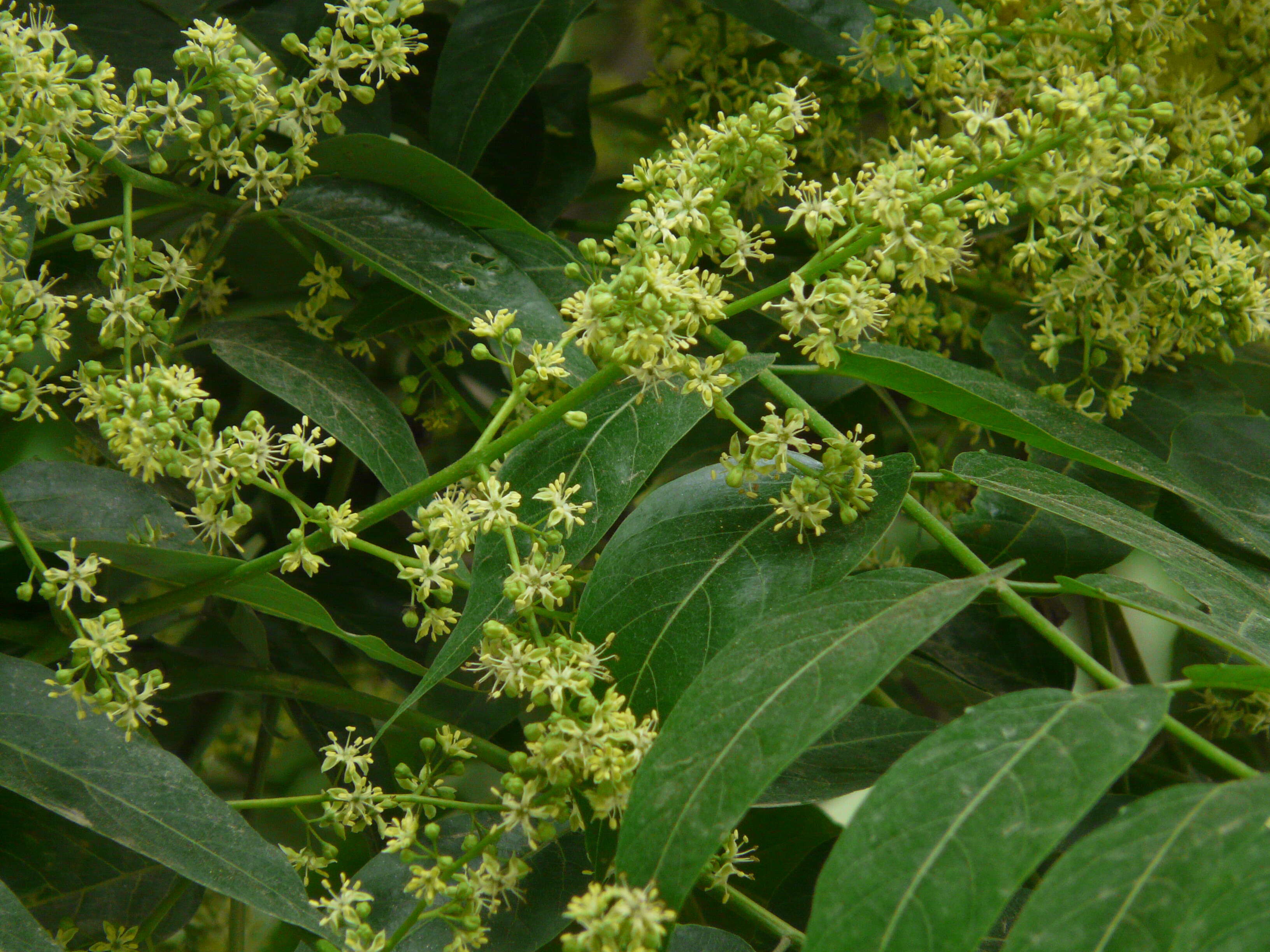 Image of Chinese soapberry